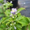 Clematis - Image 2