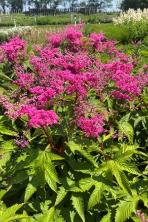 Filipendula purpurea