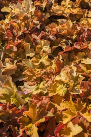 Heuchera villosa