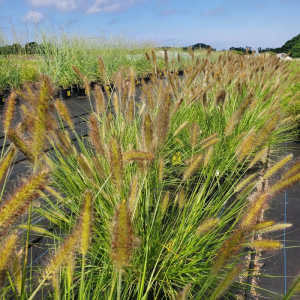 Pennisetum