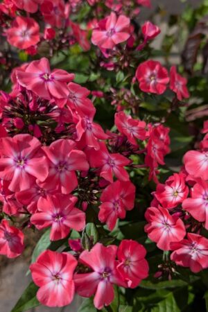 Phlox