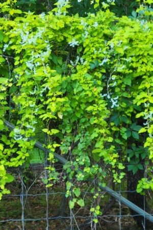 Polygonum aubertii