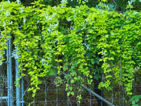 Polygonum aubertii