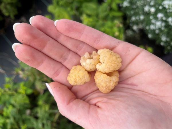 Rubus