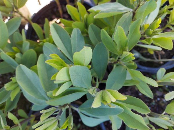 Baptisia sphaerocarpa
