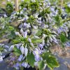 Clematis
