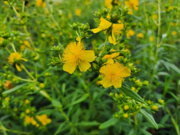 Hypericum prolificum