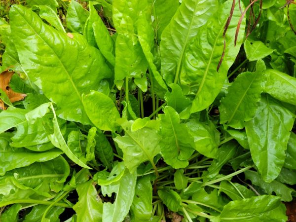 Rumex acetosa