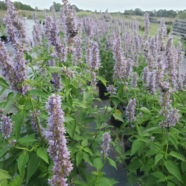 Agastache