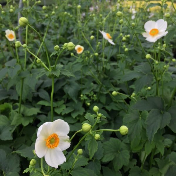 Anemone Pretty Lady