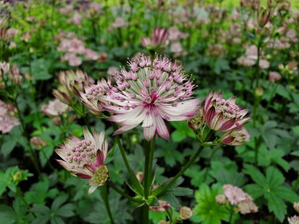 Astrantia