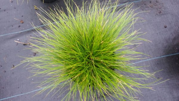 Carex eburnea