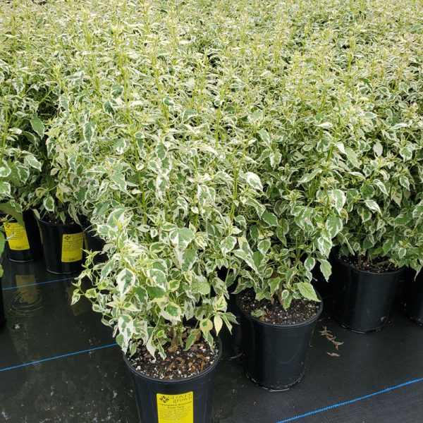 Caryopteris divaricata