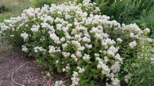 Ceanothus americanus