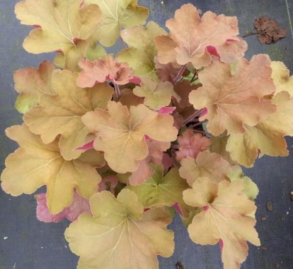 Heuchera villosa