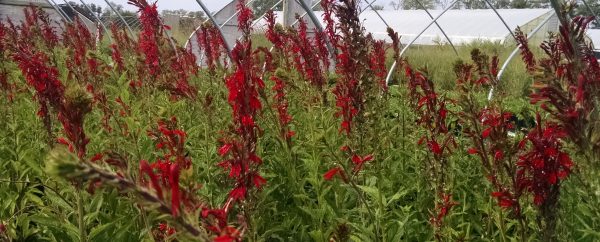 Lobelia cardinalis