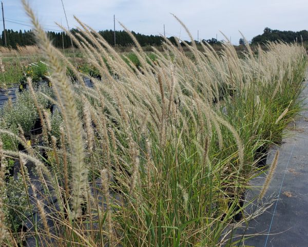 Pennisetum