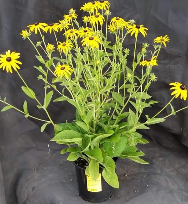 Rudbeckia fulgida var. deamii