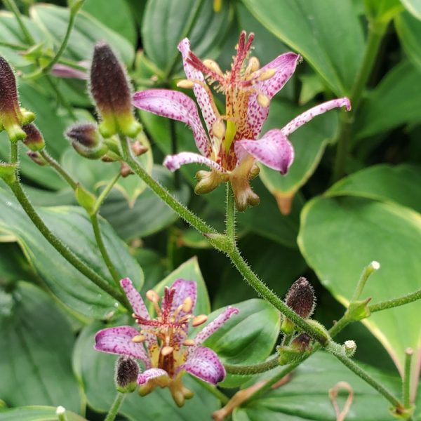 Tricyrtis