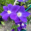 Clematis - Image 2