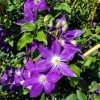 Clematis