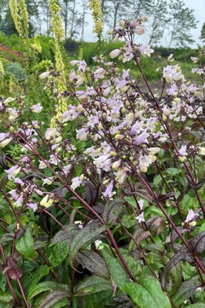 Penstemon