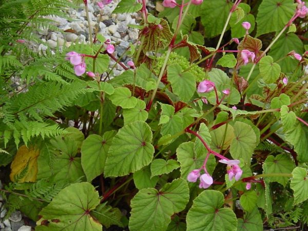 Begonia grandis - Image 2