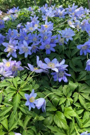 Anemone nemorosa