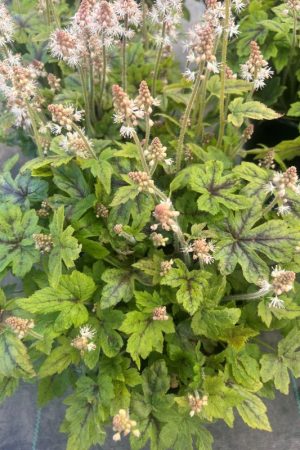 Tiarella