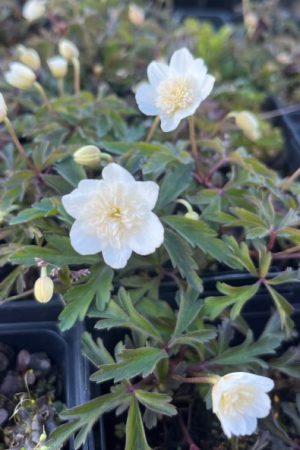 Anemone nemorosa