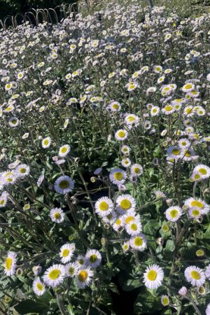 Erigeron