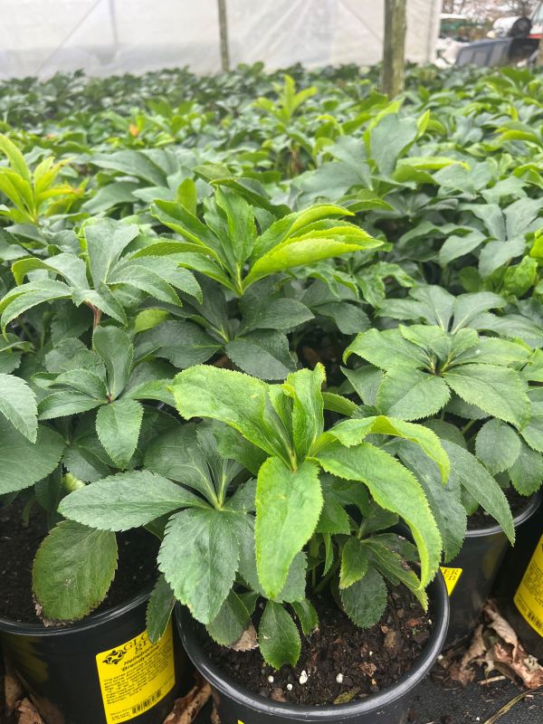 Helleborus - Image 2