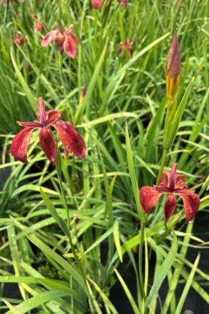 Iris fulva