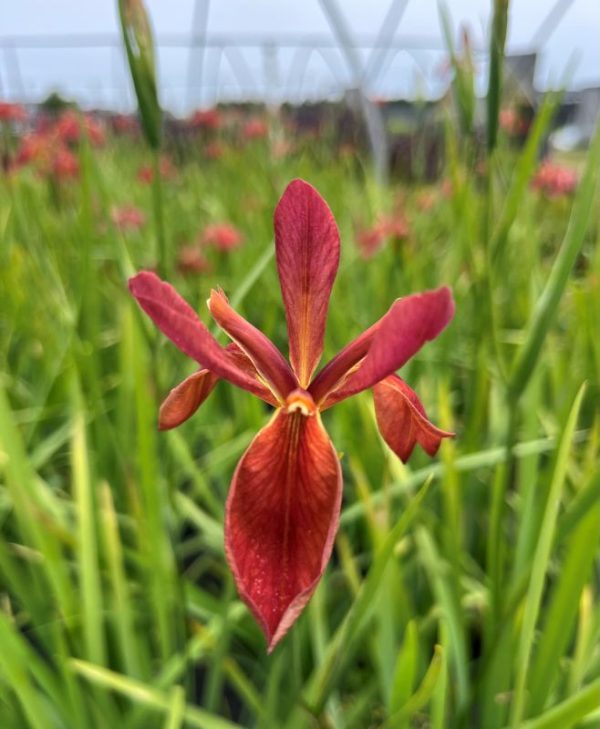 Iris fulva - Image 3