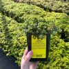 Sedum tetractinum - Image 2