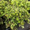 Sedum tetractinum