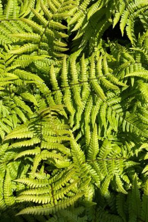 Dryopteris wallichiana