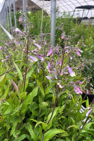 Penstemon hirsutus