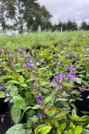 Scutellaria