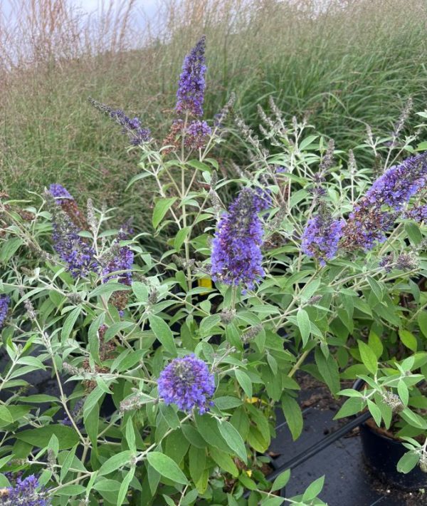 Buddleia