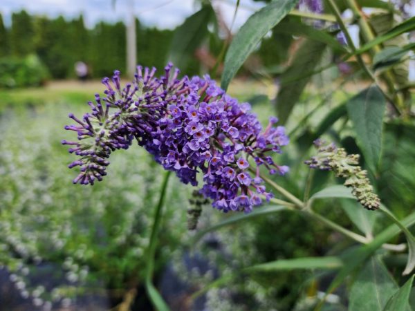 Buddleia - Image 2