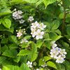 Rubus