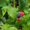 Rubus - Image 2