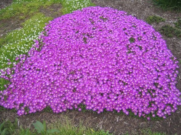 Delosperma