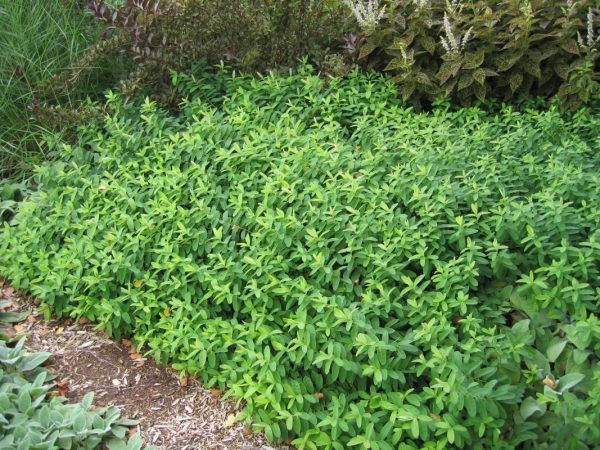 Hypericum calycinum