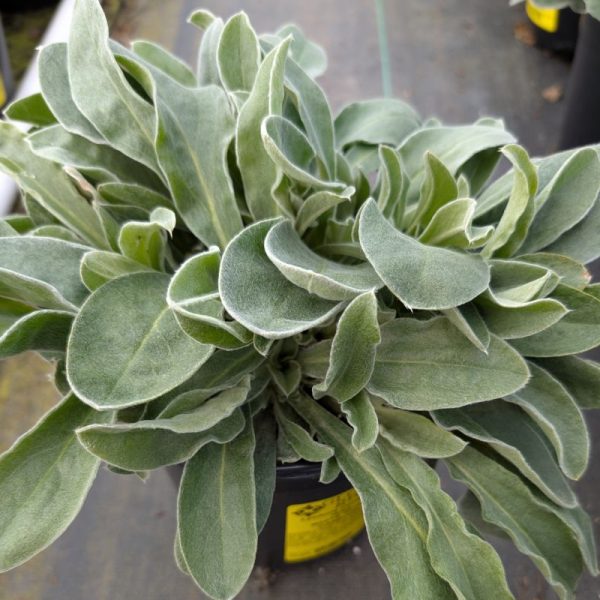 Lychnis coronoria