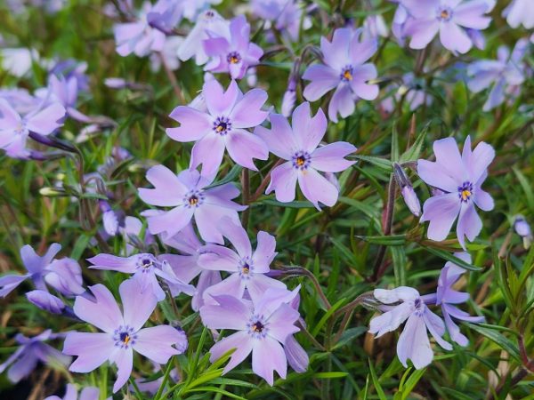 Phlox subulata