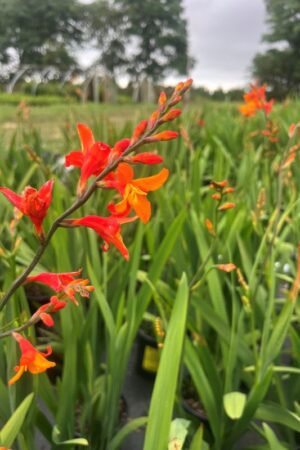 Crocosmia