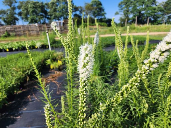 Liatris spicata - Image 2