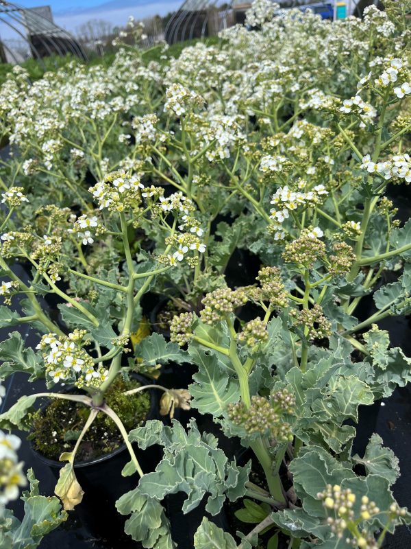 Crambe maritima